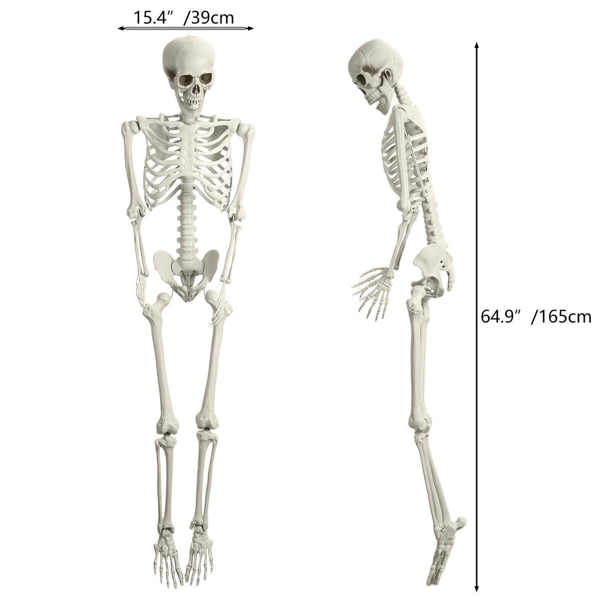 5.4ft White Posable Skeleton W87148