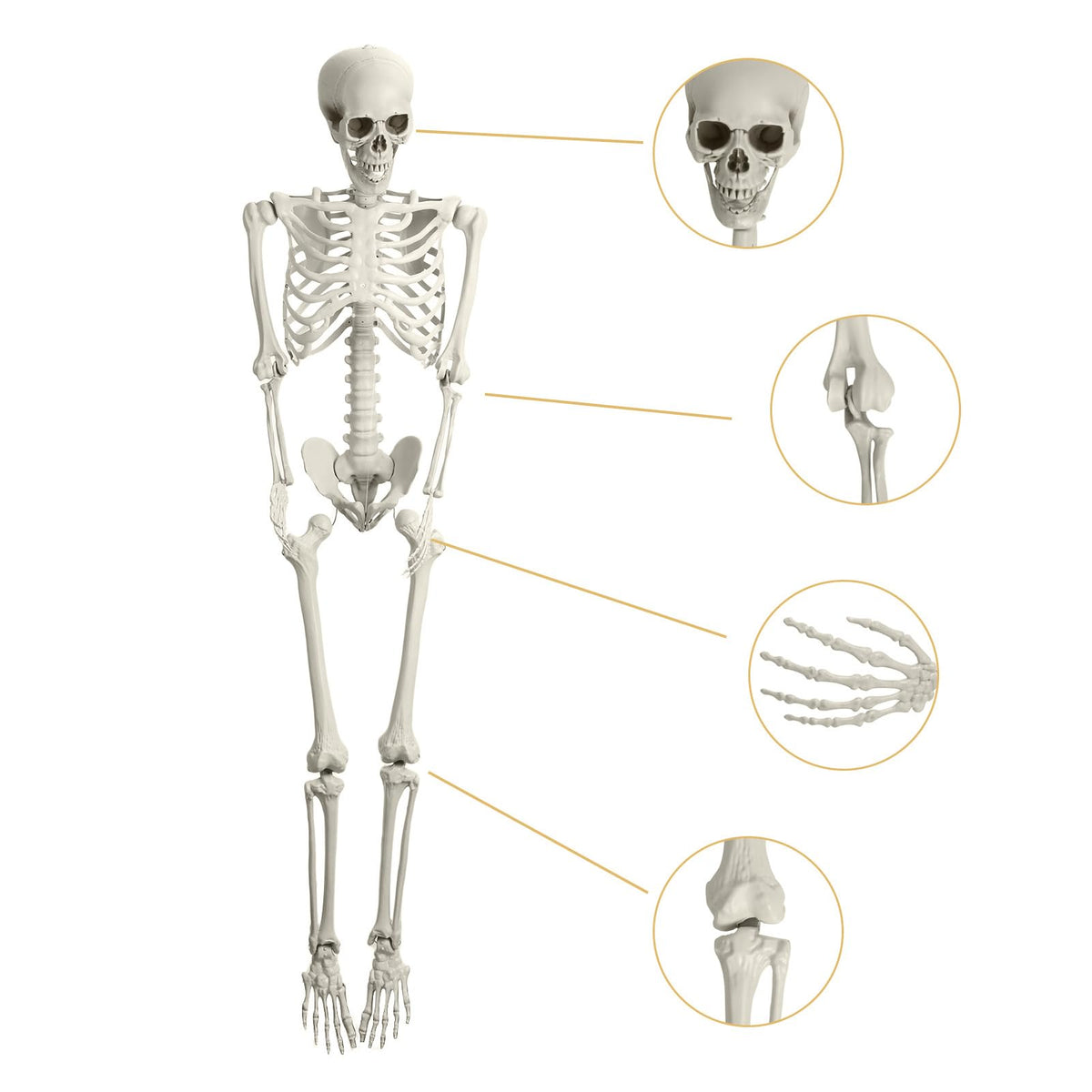 5.4ft White Posable Skeleton W87148